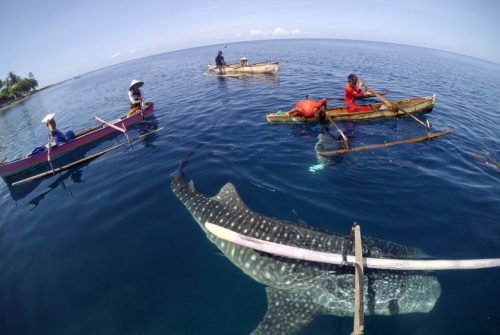 sejumlah-warga-bermain-bersama-hiu-paus-shark-whale-di- 160406140529-632